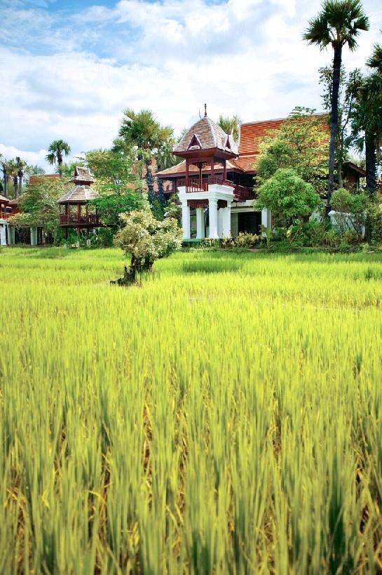 清邁文華東方 Dhara Dhevi 酒店有一大片稻田之美景。 清邁文華東方春節套餐 祈願放水燈